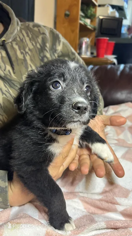 Dark Blue Collar – Australian Shepherd puppy for sale in Brewton, AL