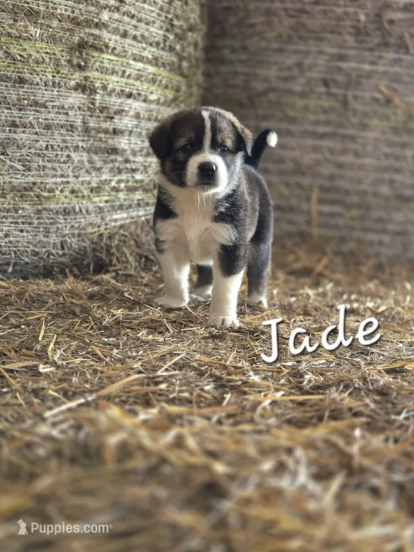 Jade – Australian Shepherd, Akita puppy for sale in Dalton, OH