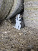 Jade, a female Australian Shepherd and Akita for sale in Dalton, OH – 2 of 2