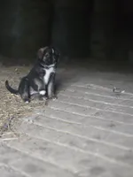 processed/2771571b-97b3-49b4-b30d-6845fdd4d570/listing/3dc950bf-3cb4-4e55-a0f9-5611d1602c1d/5a6a779b-b9c3-4fd2-aa43-3023a2006af8