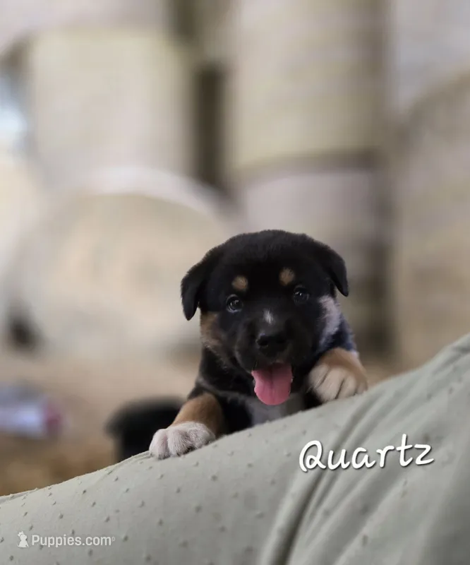 Quartz – Australian Shepherd, Akita puppy for sale in Dalton, OH