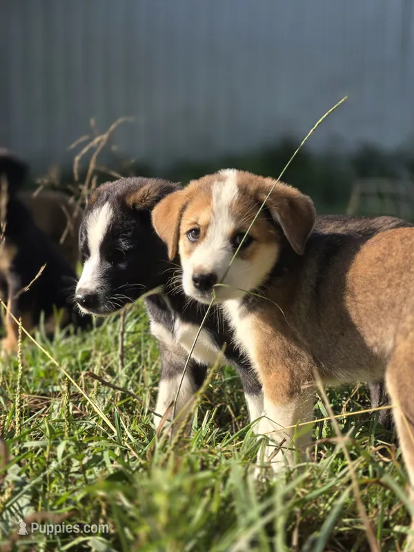 Opal – Australian Shepherd, Akita puppy for sale in Dalton, OH