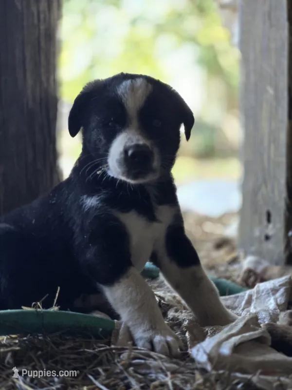 Emerald – Australian Shepherd, Akita puppy for sale in Dalton, OH