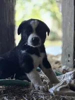 Emerald, a male Australian Shepherd and Akita for sale in Dalton, OH – 1 of 3