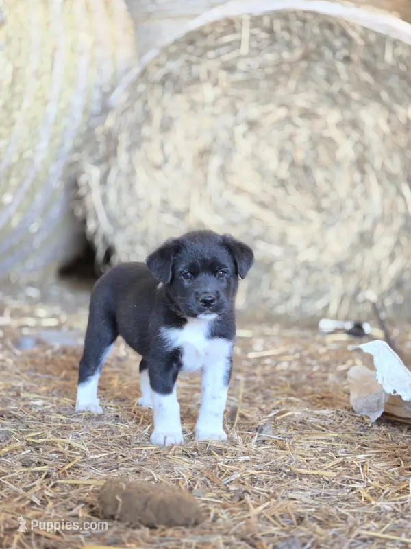 Jasper – Australian Shepherd, Akita puppy for sale in Dalton, OH