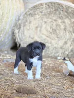 Jasper, a male Australian Shepherd and Akita for sale in Dalton, OH – 1 of 1