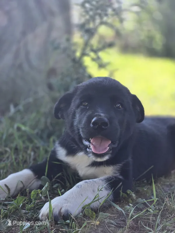 Jasper – Australian Shepherd, Akita puppy for sale in Dalton, OH