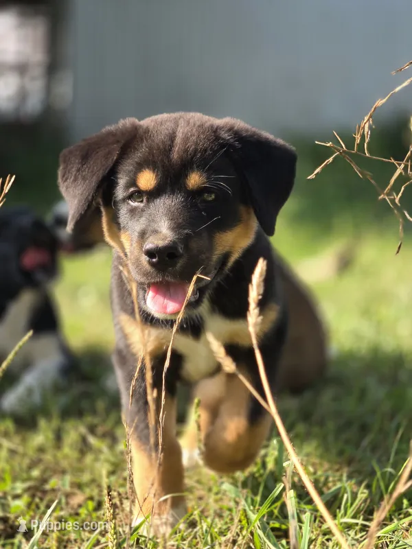 Quartz – Australian Shepherd, Akita puppy for sale in Dalton, OH