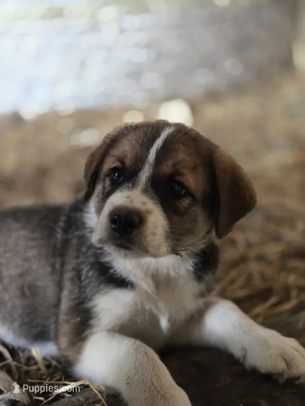Jade – Australian Shepherd, Akita puppy for sale in Dalton, OH