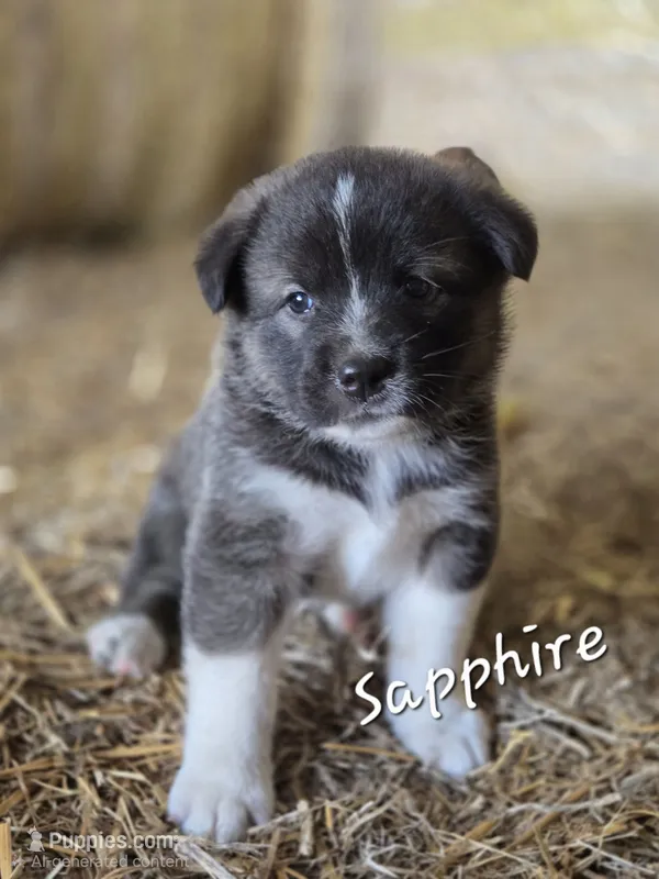 Sapphire – Australian Shepherd, Akita puppy for sale in Dalton, OH