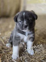Sapphire, a female Australian Shepherd and Akita for sale in Dalton, OH – 1 of 1
