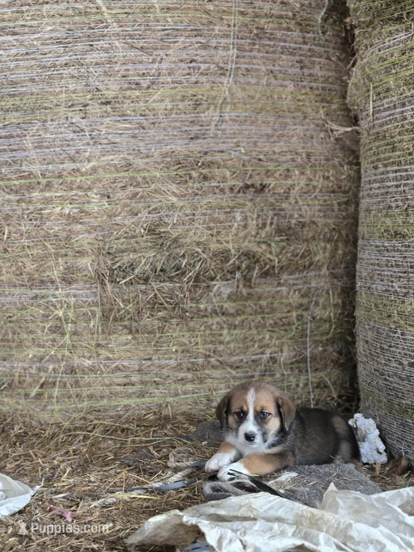 Jade – Australian Shepherd, Akita puppy for sale in Dalton, OH