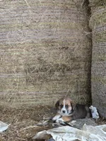 Jade, a female Australian Shepherd and Akita for sale in Dalton, OH – 1 of 2