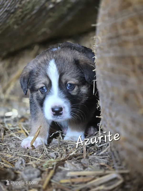 Azurite – Australian Shepherd, Akita puppy for sale in Dalton, OH