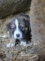 Azurite, a male Australian Shepherd and Akita for sale in Dalton, OH – 1 of 2