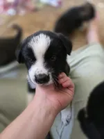 Emerald, a male Australian Shepherd and Akita for sale in Dalton, OH – 3 of 3