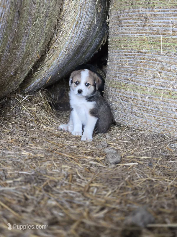 Opal – Australian Shepherd, Akita puppy for sale in Dalton, OH