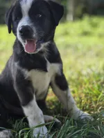 Emerald, a male Australian Shepherd and Akita for sale in Dalton, OH – 4 of 4