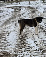 Americano, a male Australian Shepherd and Akita for sale in Dalton, OH – Photo 3 of 5