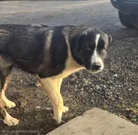 Americano, a male Australian Shepherd and Akita for sale in Dalton, OH – Photo 1 of 5
