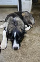 Americano, a male Australian Shepherd and Akita for sale in Dalton, OH – Photo 5 of 5