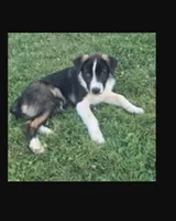 Americano, a male Australian Shepherd and Akita for sale in Dalton, OH – Photo 4 of 5