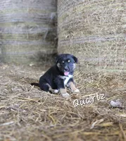 Quartz, a male Australian Shepherd and Akita for sale in Dalton, OH – 3 of 3