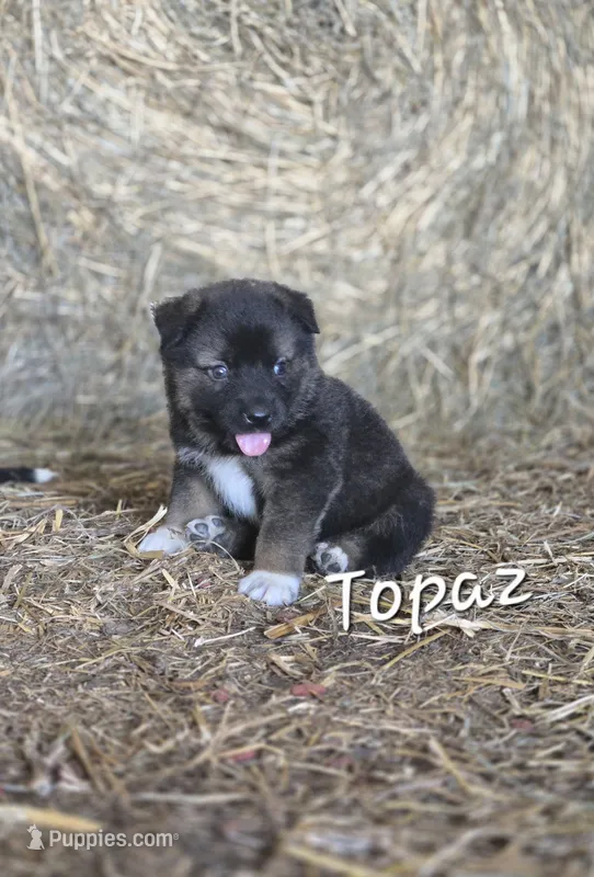 Topaz – Australian Shepherd, Akita puppy for sale in Dalton, OH