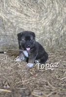Topaz, a male Australian Shepherd and Akita for sale in Dalton, OH – 1 of 1