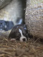 Azurite, a male Australian Shepherd and Akita for sale in Dalton, OH – 2 of 2