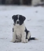 Rivian, a male Australian Shepherd and Akita for sale in Dalton, OH – Photo 2 of 7
