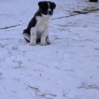 Rivian, a male Australian Shepherd and Akita for sale in Dalton, OH – Photo 9 of 9