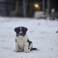 Rivian, a male Australian Shepherd and Akita for sale in Dalton, OH – Photo 7 of 9