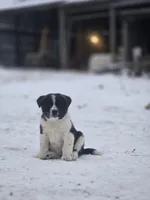 Rivian, a male Australian Shepherd and Akita for sale in Dalton, OH – Photo 4 of 7