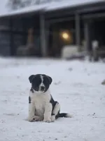 Rivian, a male Australian Shepherd and Akita for sale in Dalton, OH – Photo 7 of 7