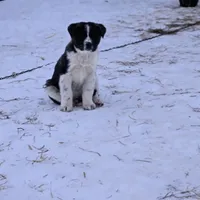Rivian, a male Australian Shepherd and Akita for sale in Dalton, OH – Photo 6 of 9