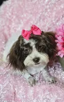 Lottie, a female Shihpoo for sale in West Plains, MO – 7 of 7