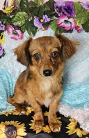 Scooby, a male Chiweenie for sale in West Plains, MO – 2 of 4