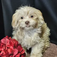 Leo, a male Shihpoo for sale in West Plains, MO – Photo 1 of 3