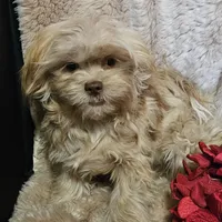 Leo, a male Shihpoo for sale in West Plains, MO – Photo 3 of 3