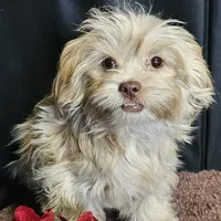 Leo, a male Shihpoo for sale in West Plains, MO – Photo 2 of 3