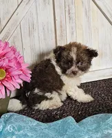 Teddy, a male Pomapoo for sale in West Plains, MO – 3 of 4