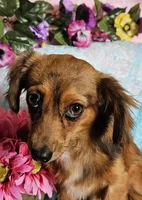 Scooby, a male Chiweenie for sale in West Plains, MO – 1 of 4