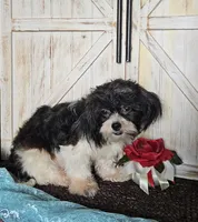 Blitzen, a male Shihpoo for sale in West Plains, MO – 3 of 5