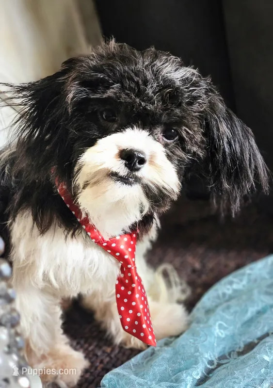 Blitzen – Shihpoo puppy for sale in West Plains, MO