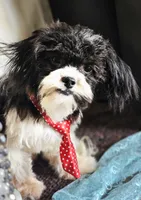 Blitzen, a male Shihpoo for sale in West Plains, MO – 1 of 5