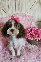 Lottie, a female Shihpoo for sale in West Plains, MO – 6 of 7