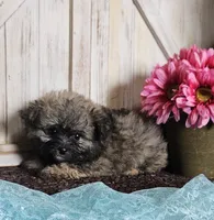 Taz, a male Pomapoo for sale in West Plains, MO – 2 of 3