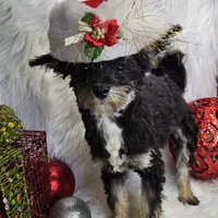 Kringle, a male Pomapoo for sale in West Plains, MO – Photo 4 of 7