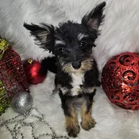Kringle, a male Pomapoo for sale in West Plains, MO – Photo 7 of 7